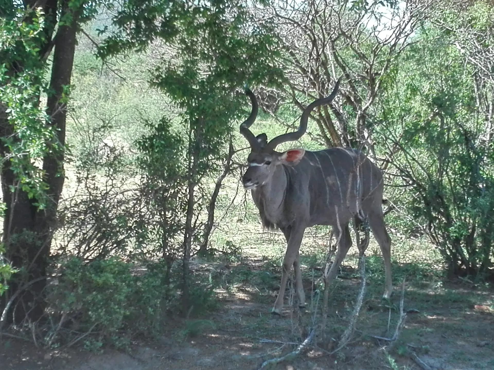 black and brown deer standing on brown soil