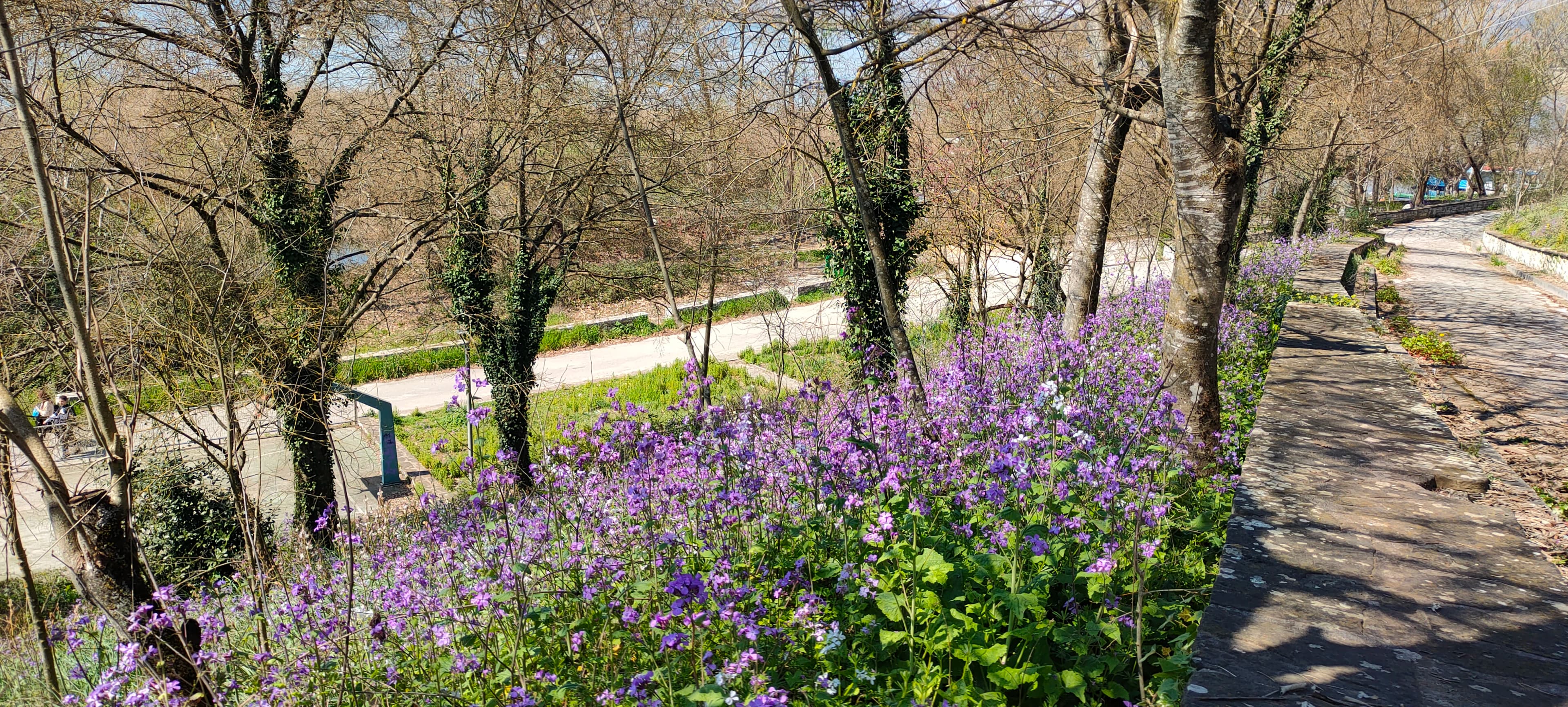Purple flowers are growing along the side of a road