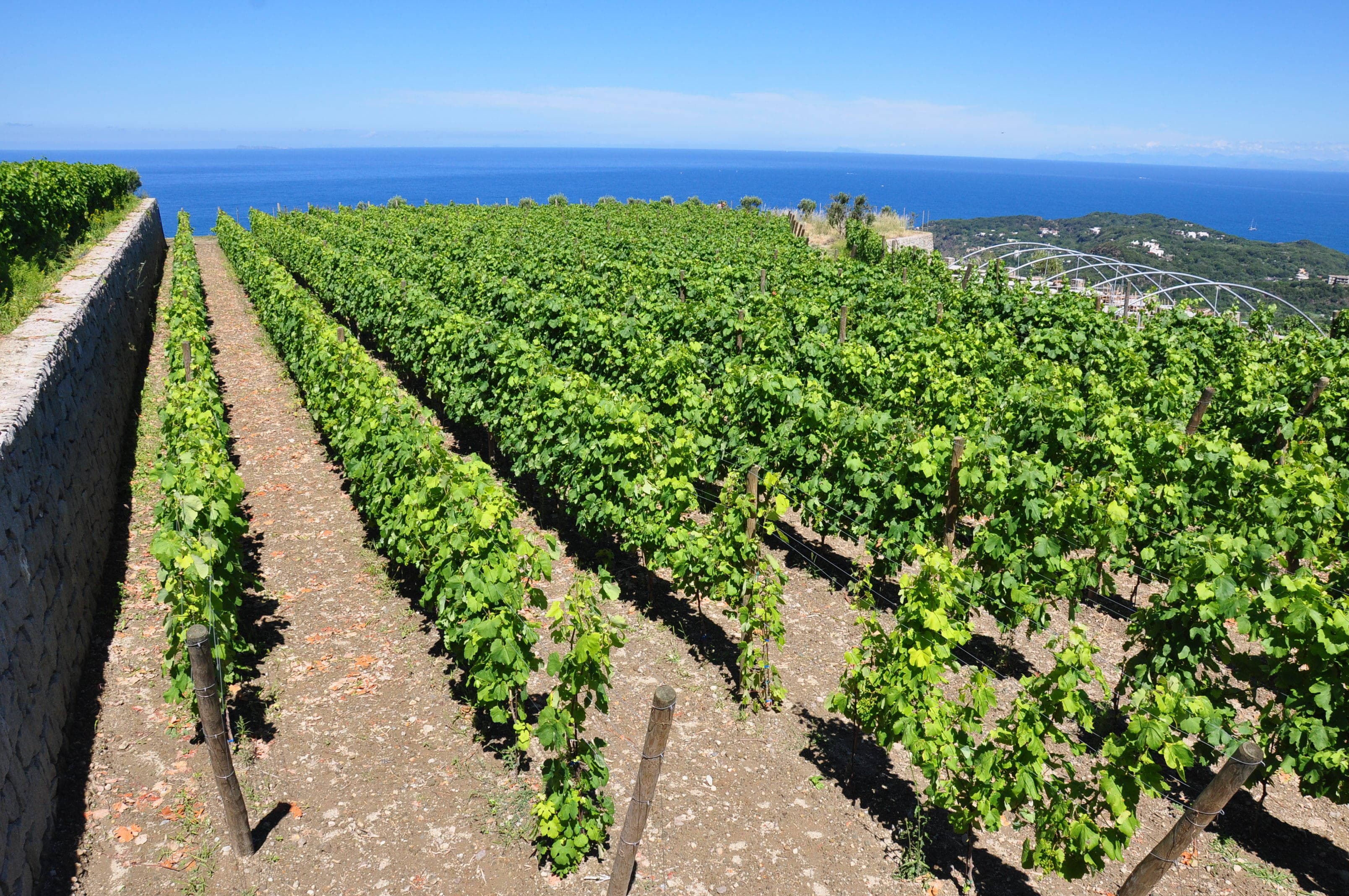 Hotel La Pergola & Villa Flavio Ischia Ansicht 5