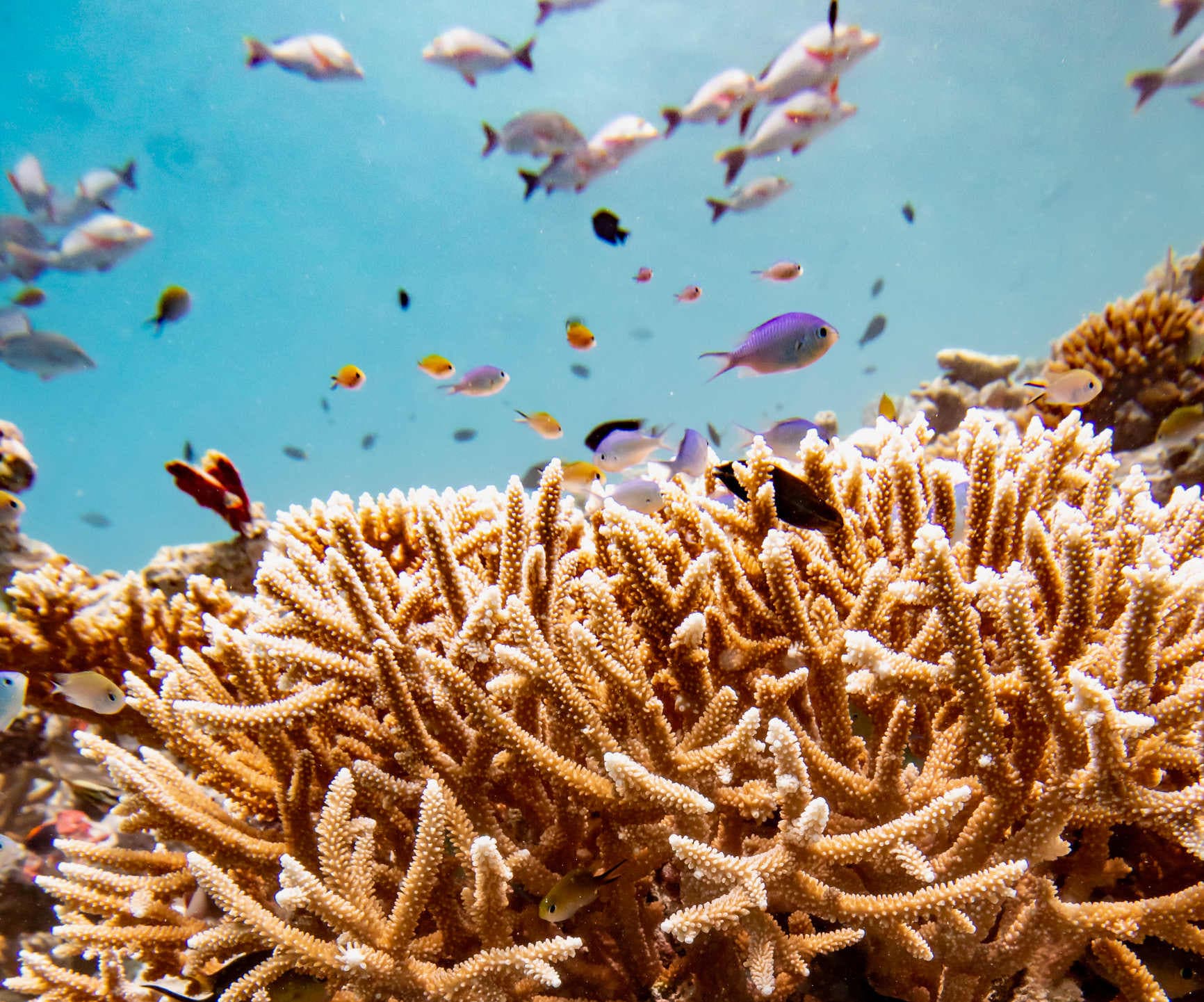 Taj Coral Reef Resort & Spa Ansicht 10