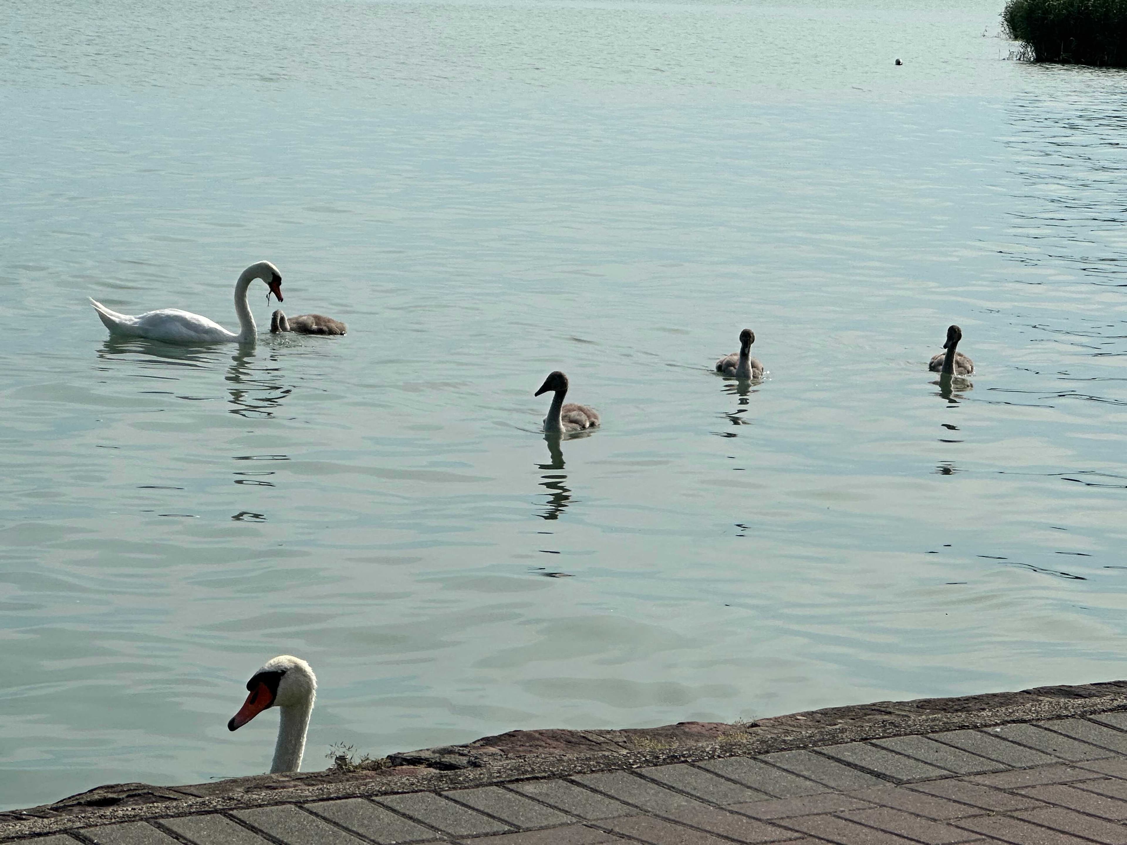 Club Tihany Hotel Ansicht 3