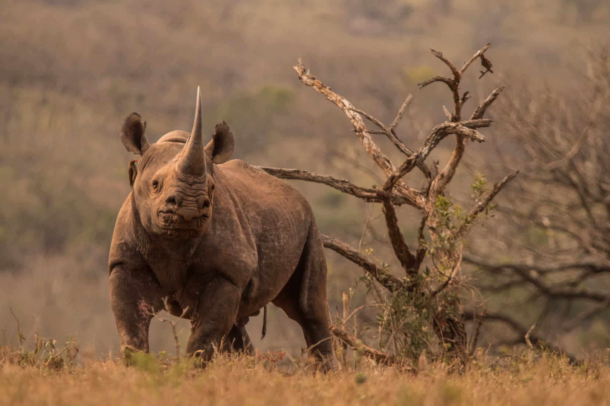 Leopard Mountain Safari Lodge Ansicht 9
