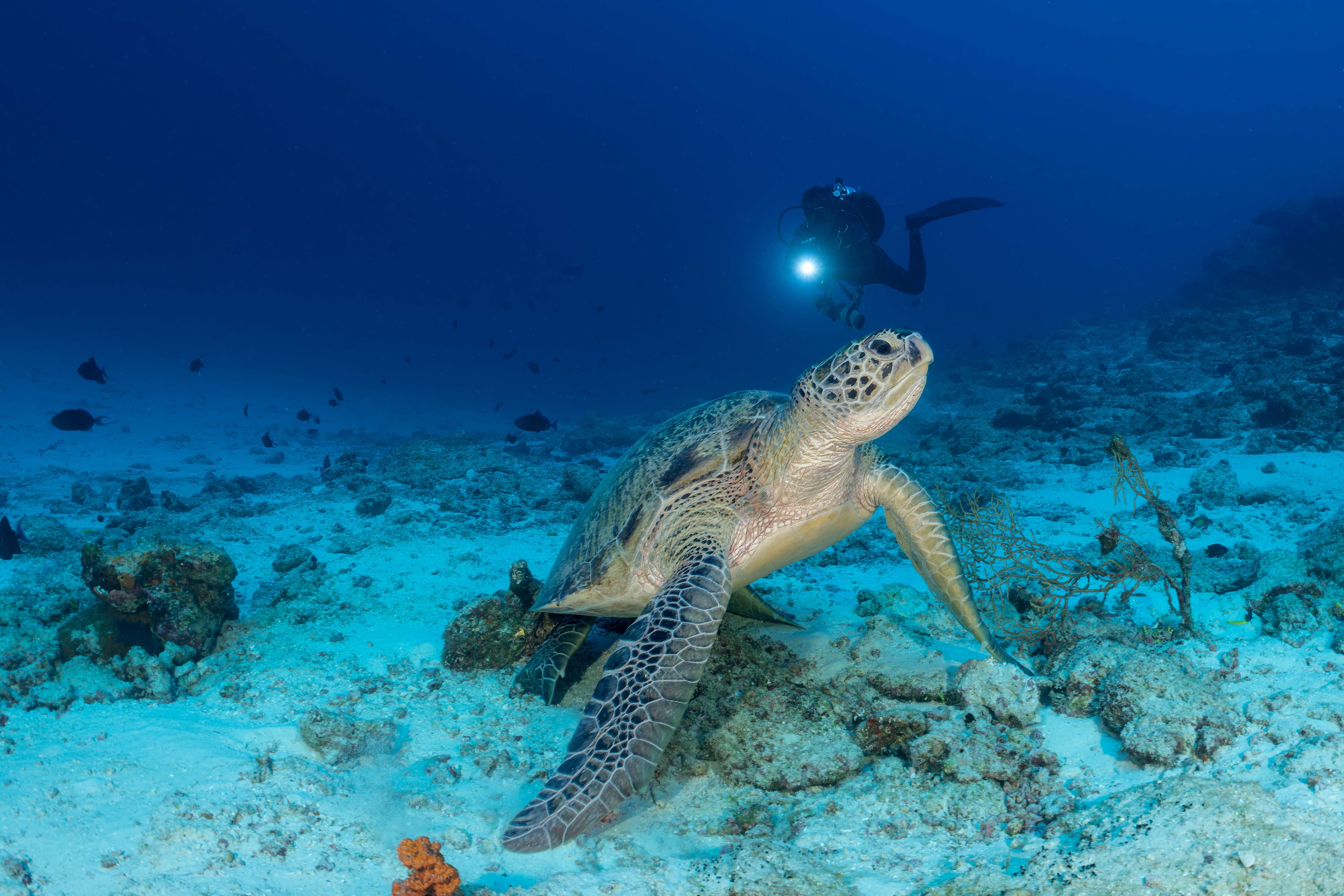 Bandos Maldives Ansicht 9