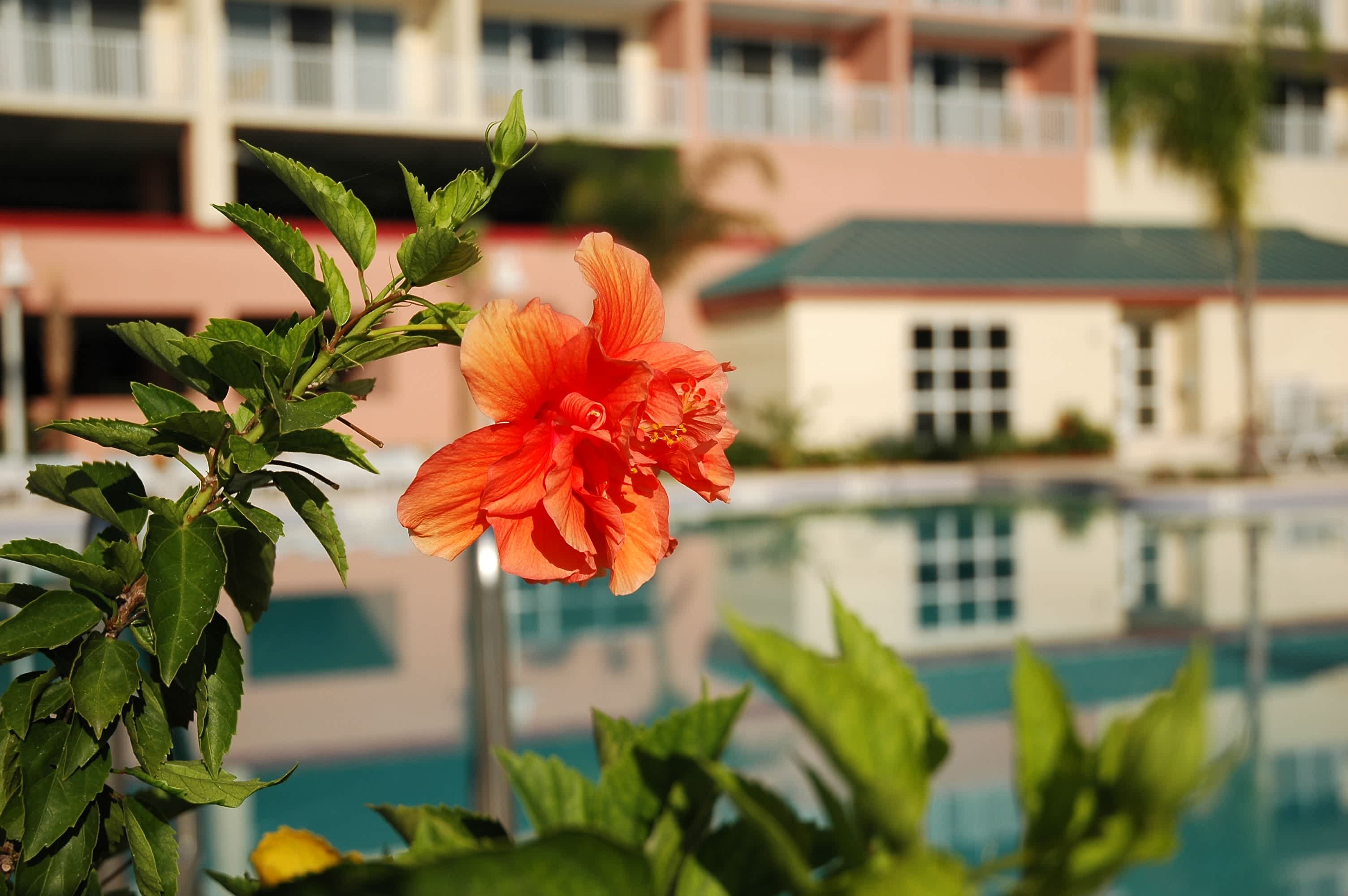 Hotel Blue Heron Beach Resort Ansicht 9