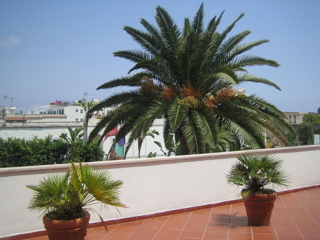 Hotel Terme Floridiana Ansicht 6
