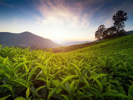 Rundreisen Malaysia - Westmalaysia: Individuelle Rundreise ab/an Kuala Lumpur: Höhepunkte Westmalaysias