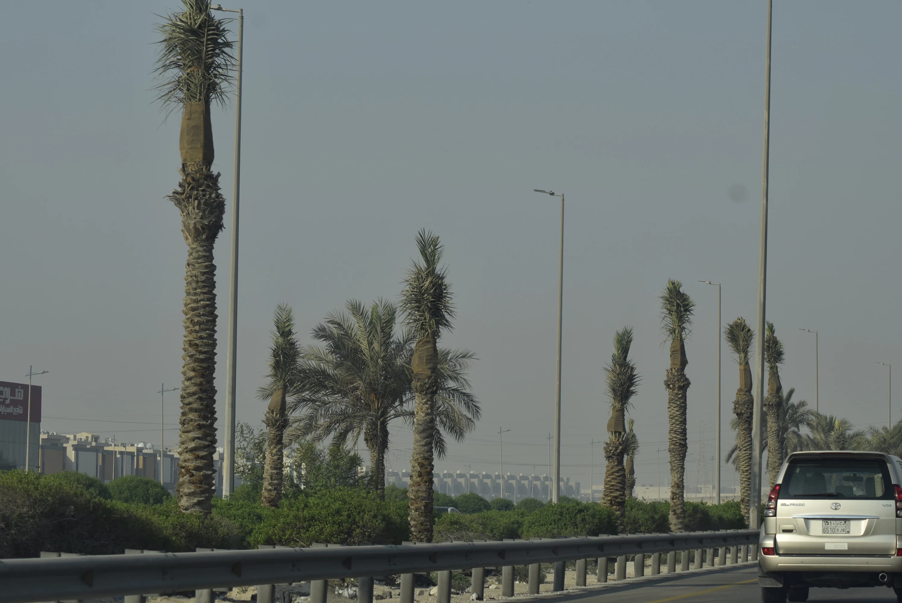 Palm trees line a highway with a car driving.
