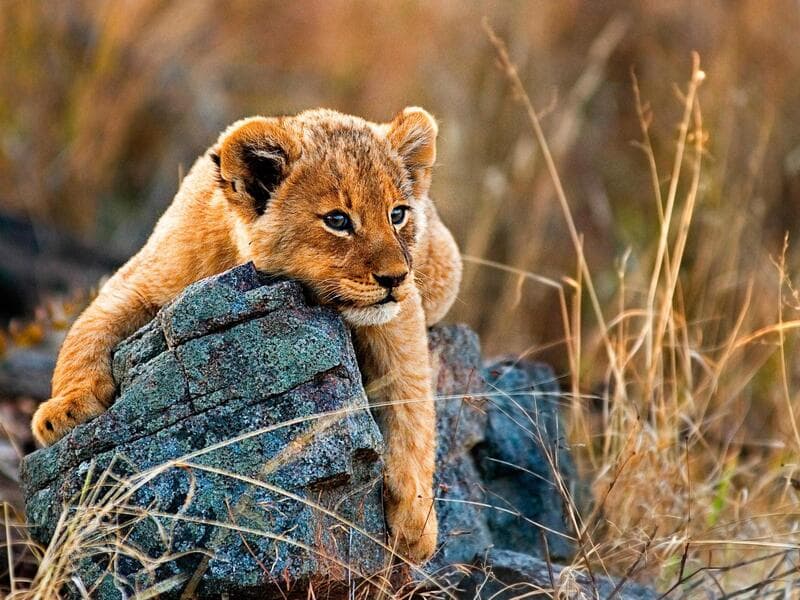 AIDAstella#°#Val Du Charron Wine & Leisure Estate, Wellington#°#Knysna Log-Inn Hotel, Knysna#°#Aquila Private Game Reserve, Mossel Bay#°#SunSquare Cape Town City Bowl, Kapstadt