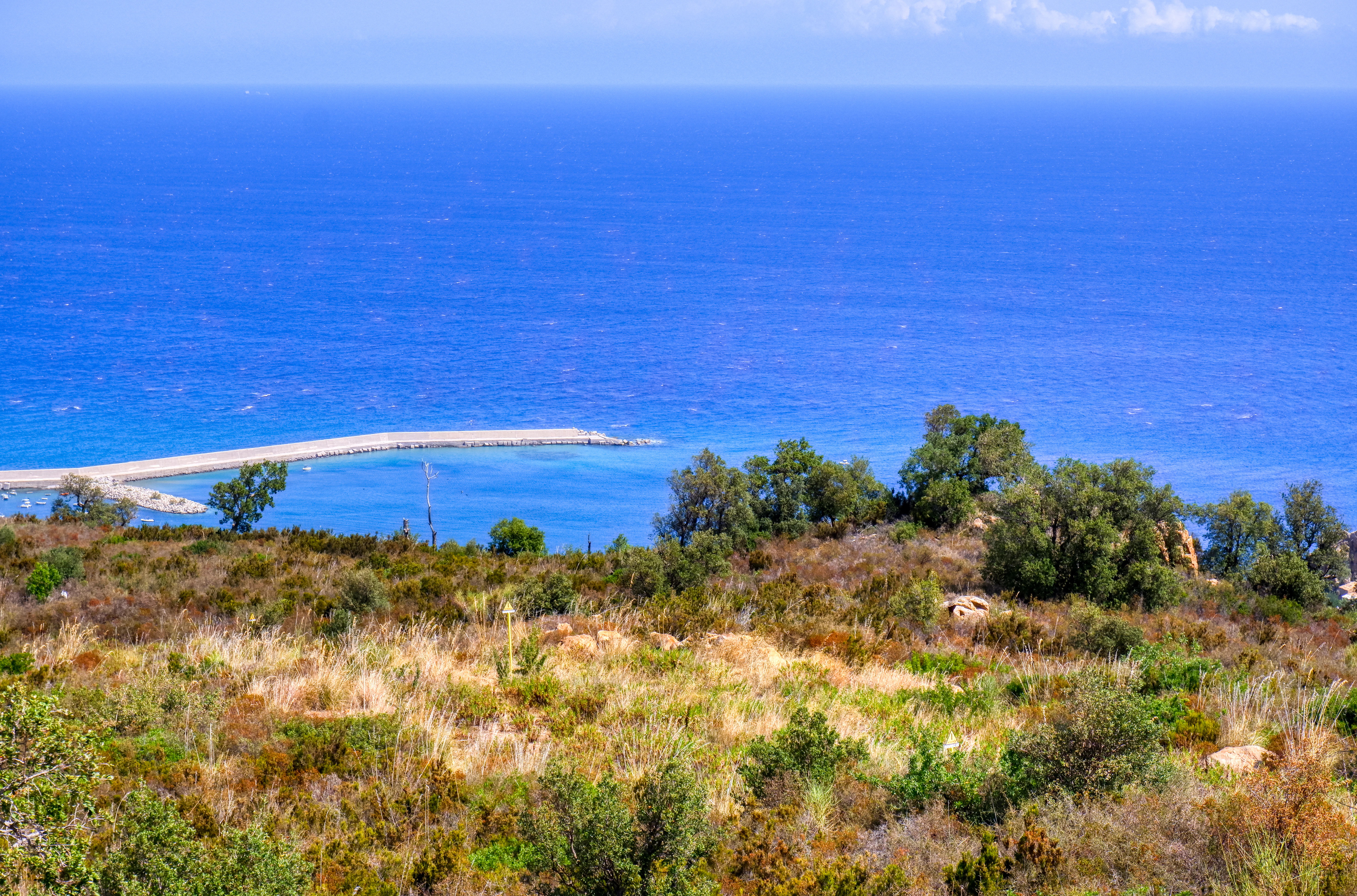 green trees near blue sea during daytime