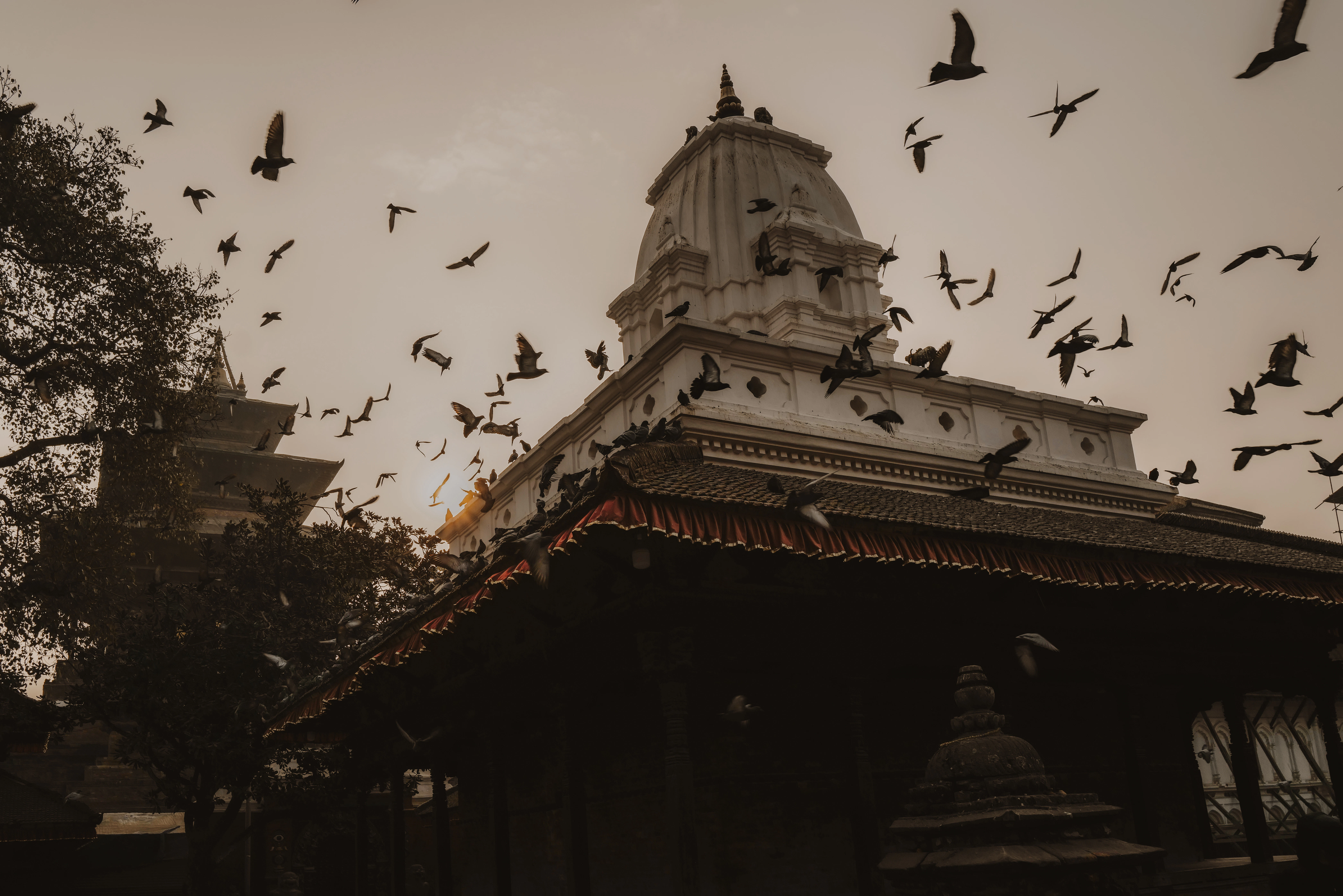 A flock of birds flying over a building
