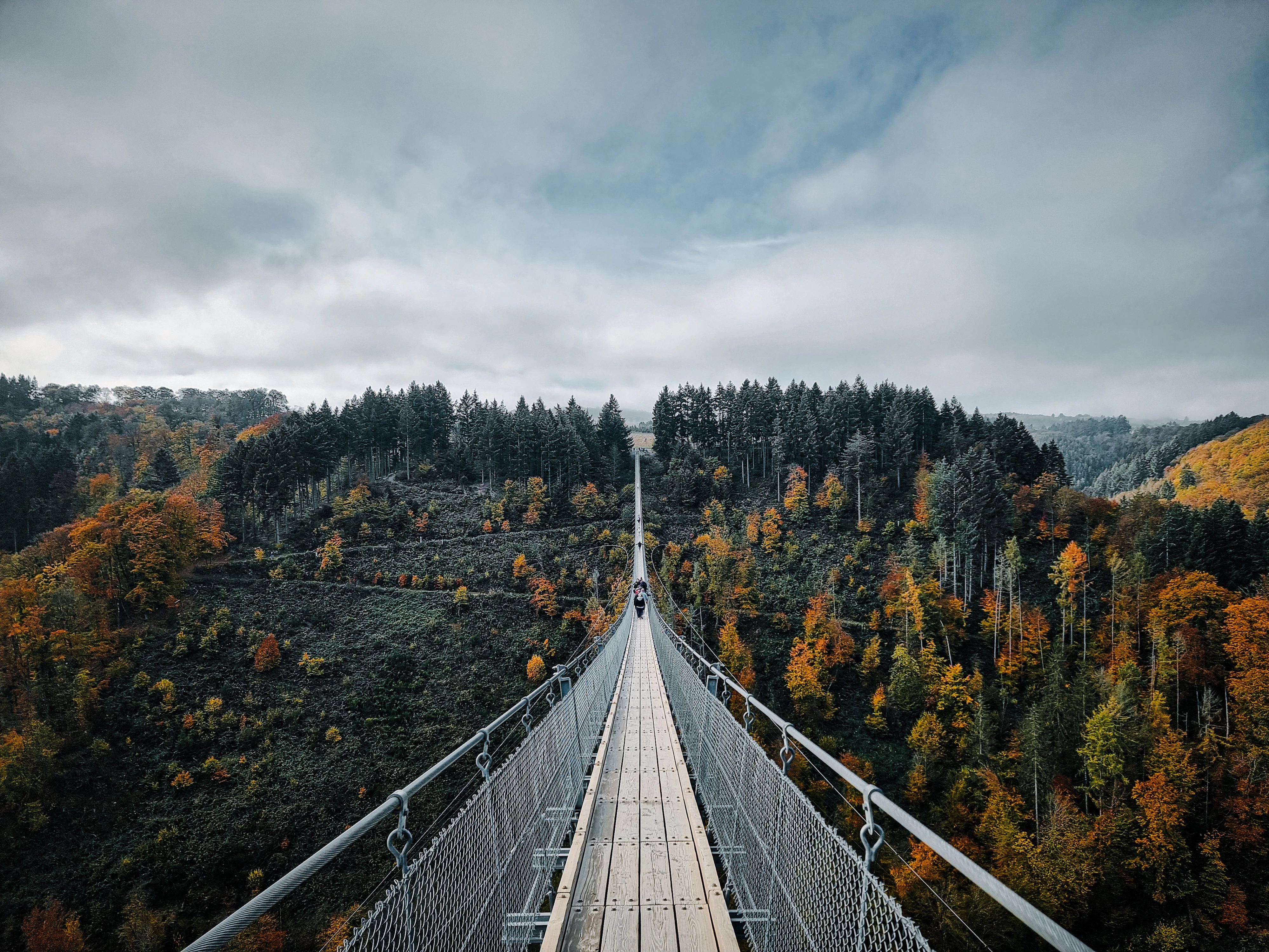 A long suspension bridge over a forest filled with trees