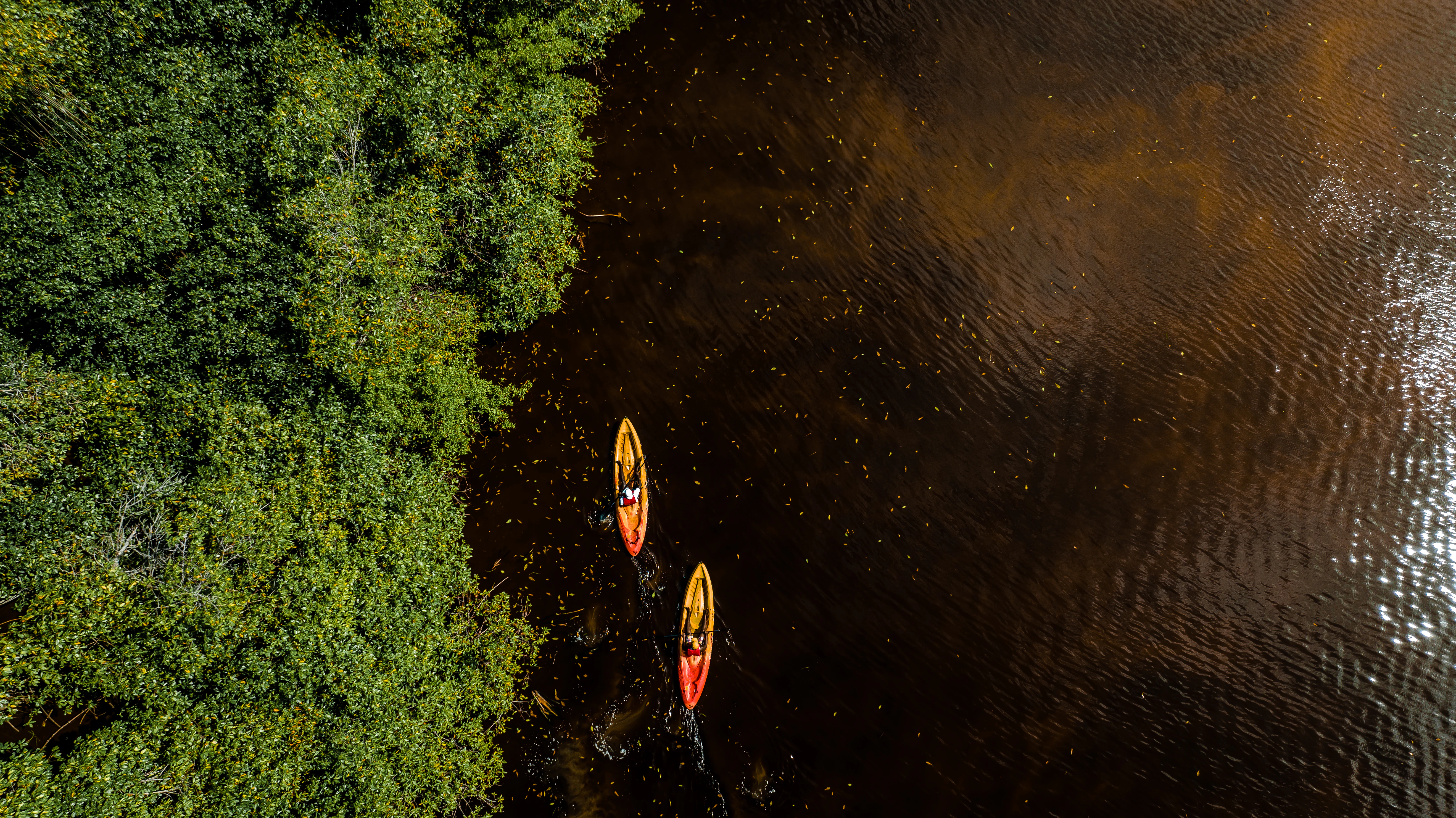 Two kayaks glide through dark water near trees