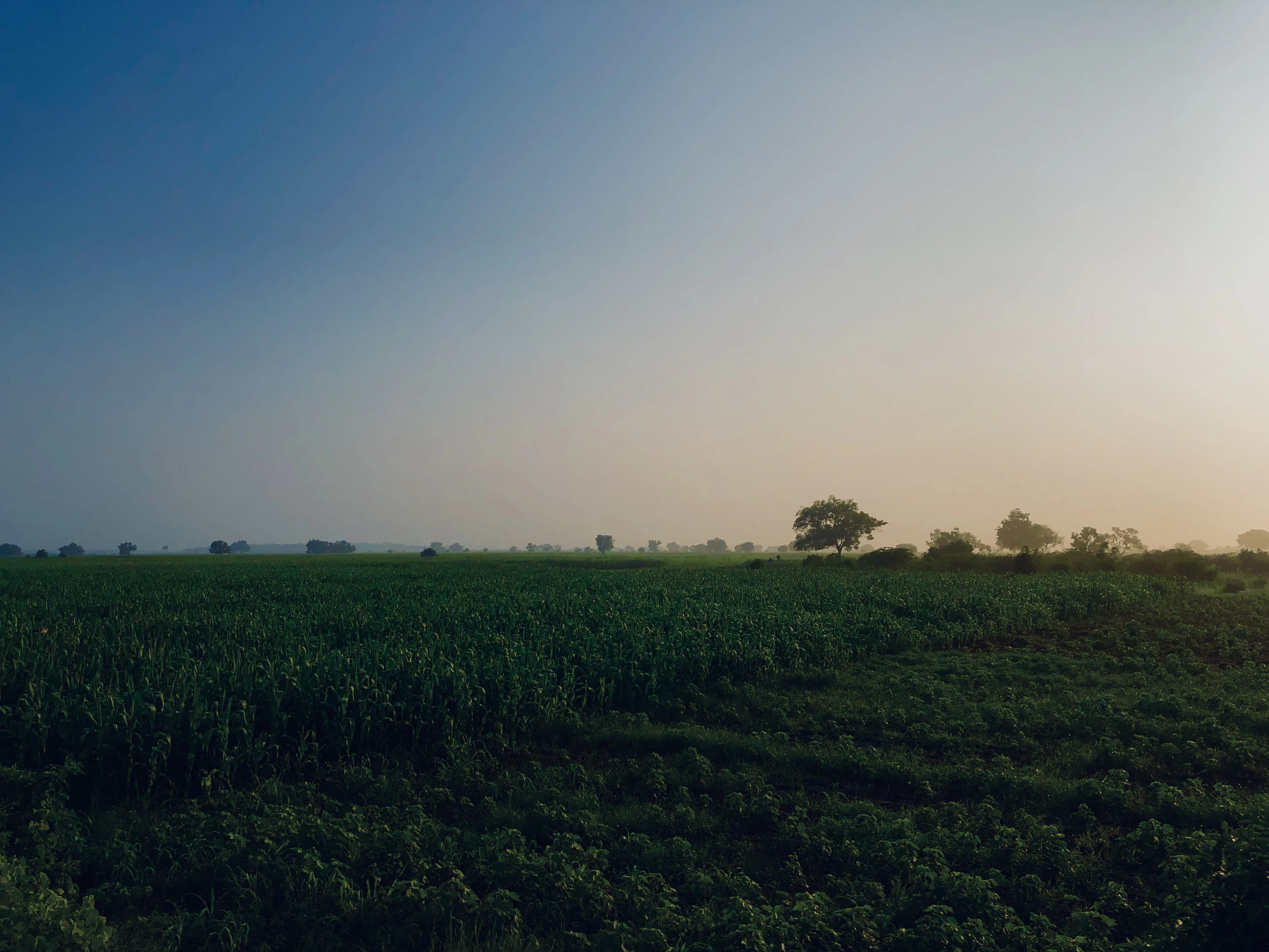 green grass field under blue sky during daytime
