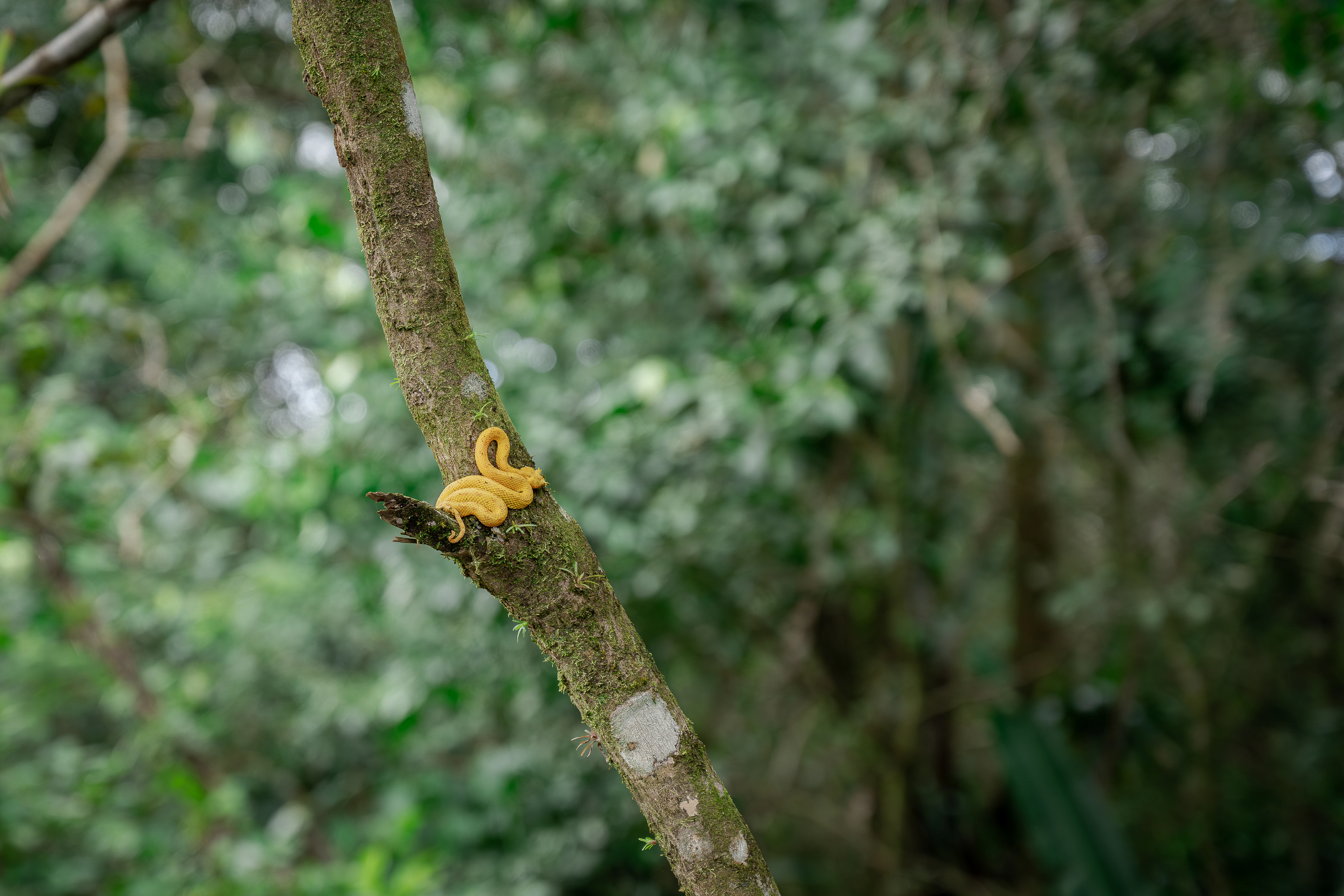 a banana sitting on top of a tree branch
