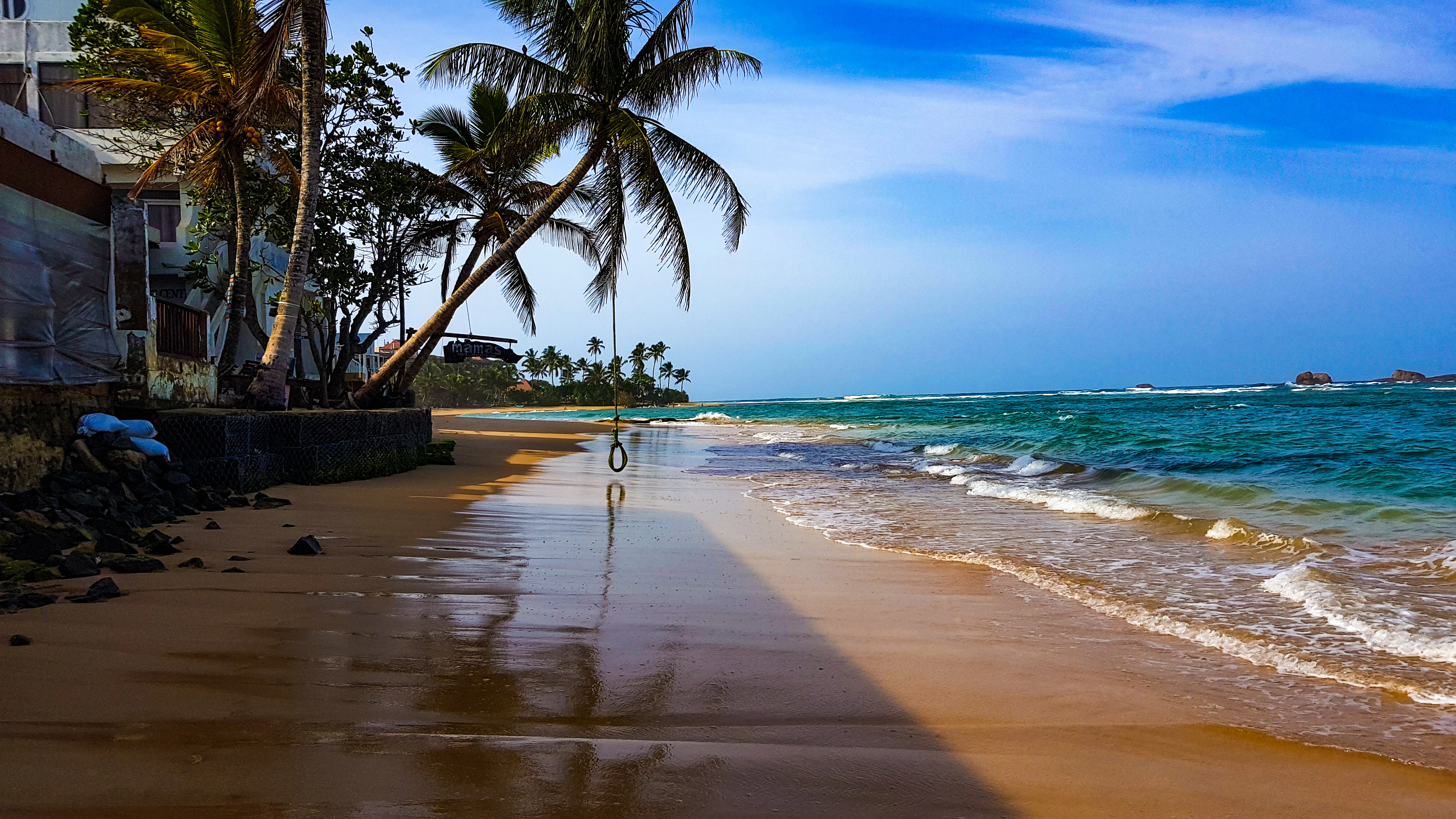 coconut palm tree near sea shore during daytime
