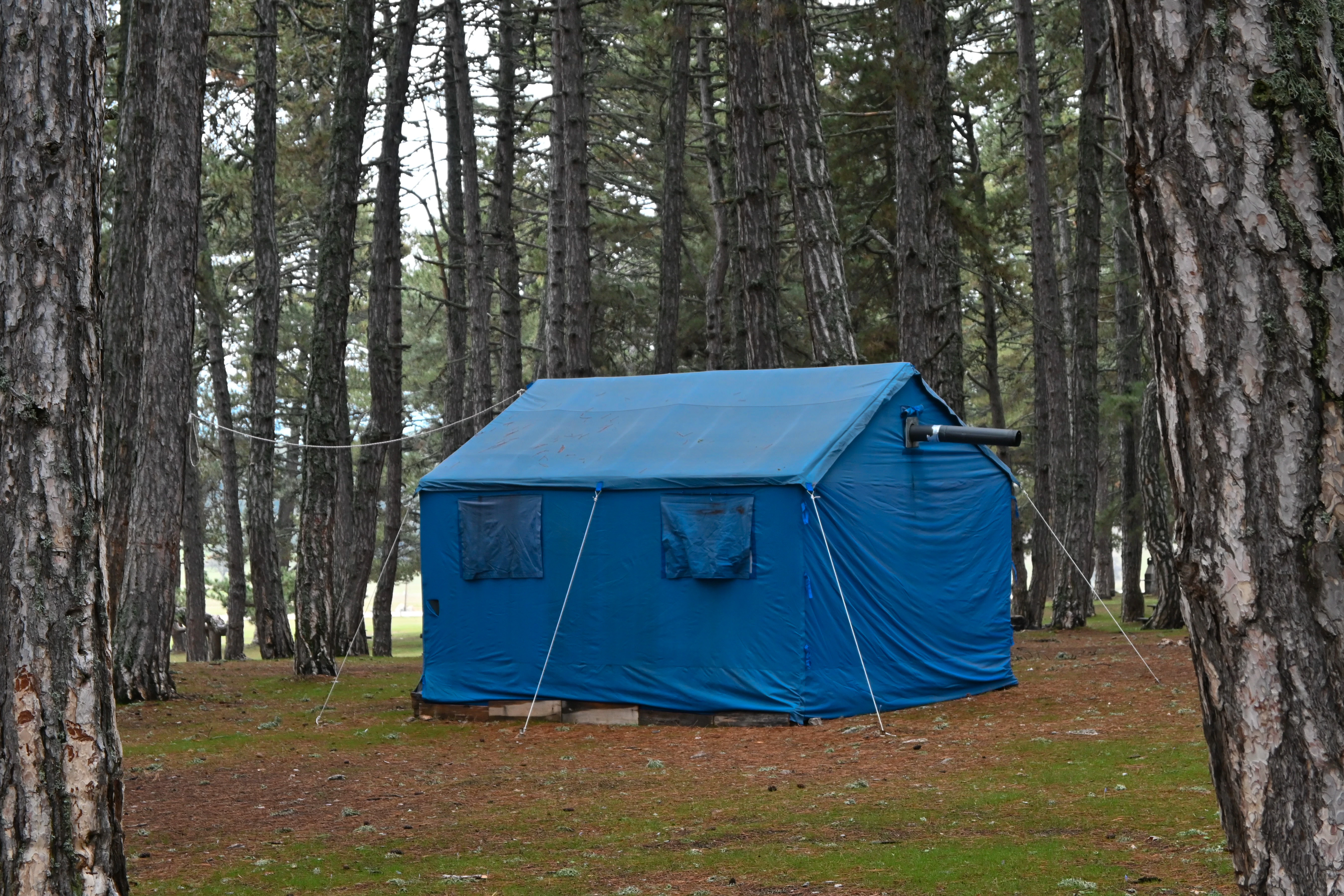 A blue tent is set up in a pine forest.