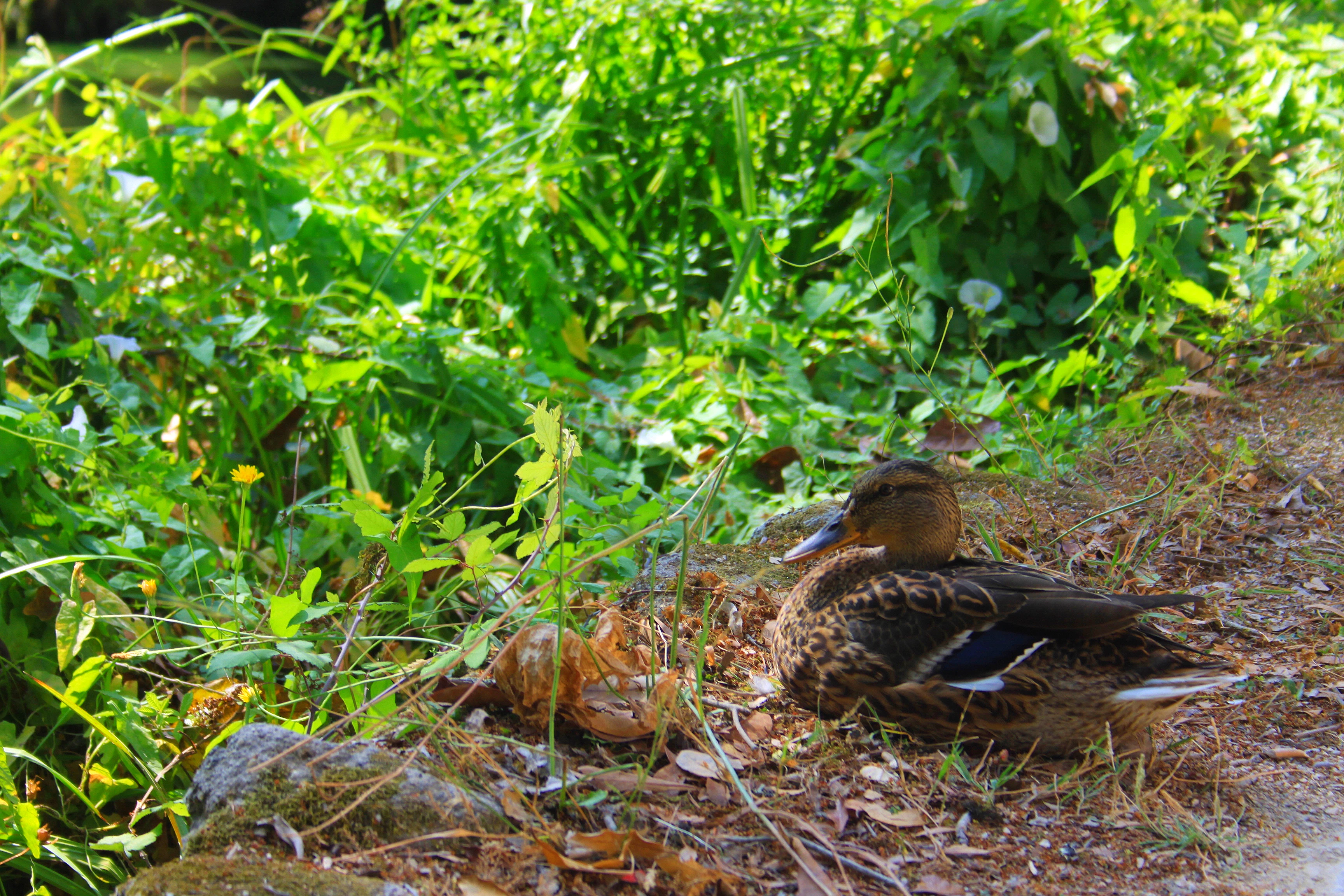a bird sitting on the ground