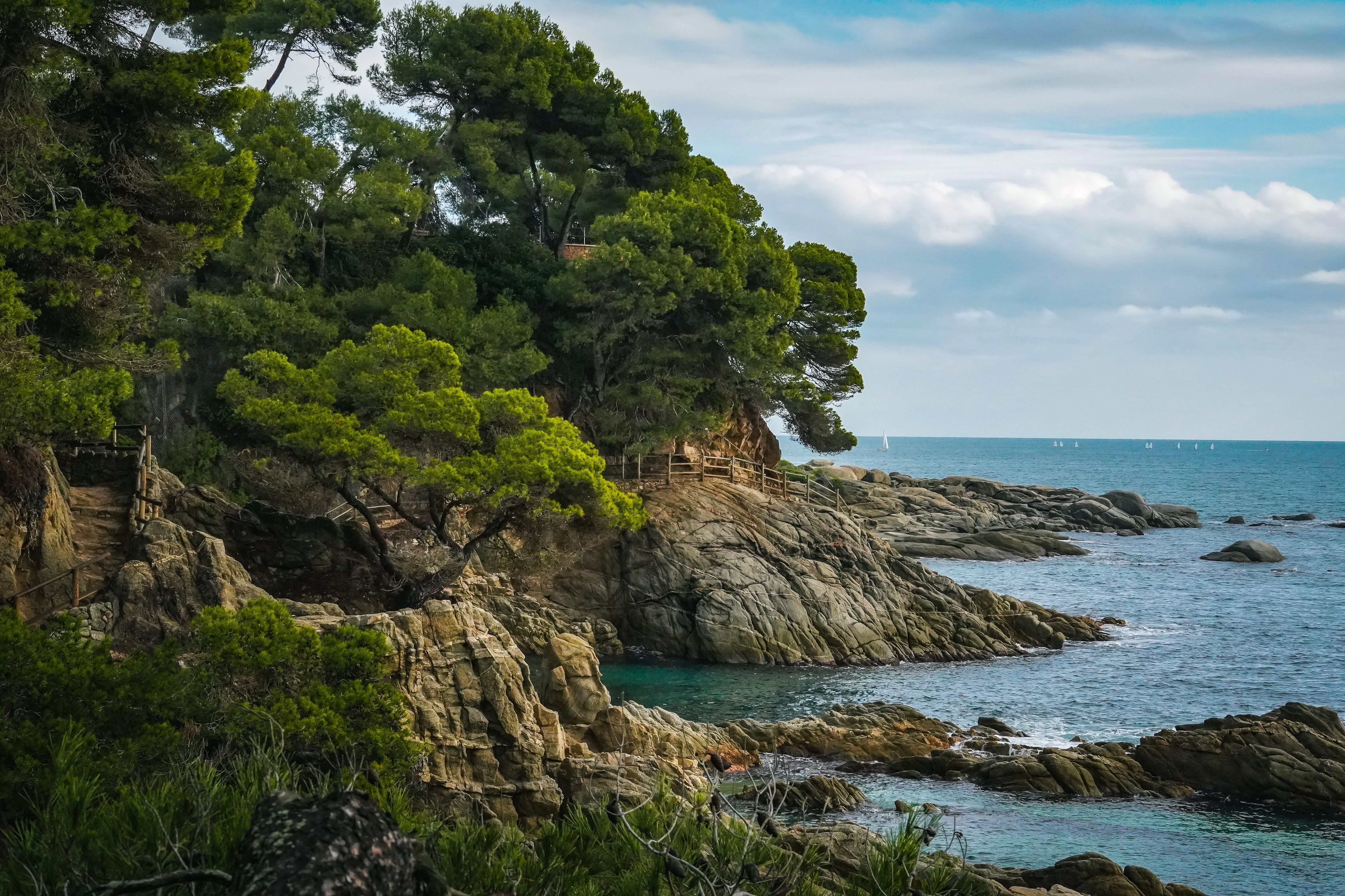 Rocky coastline with pine trees and blue ocean