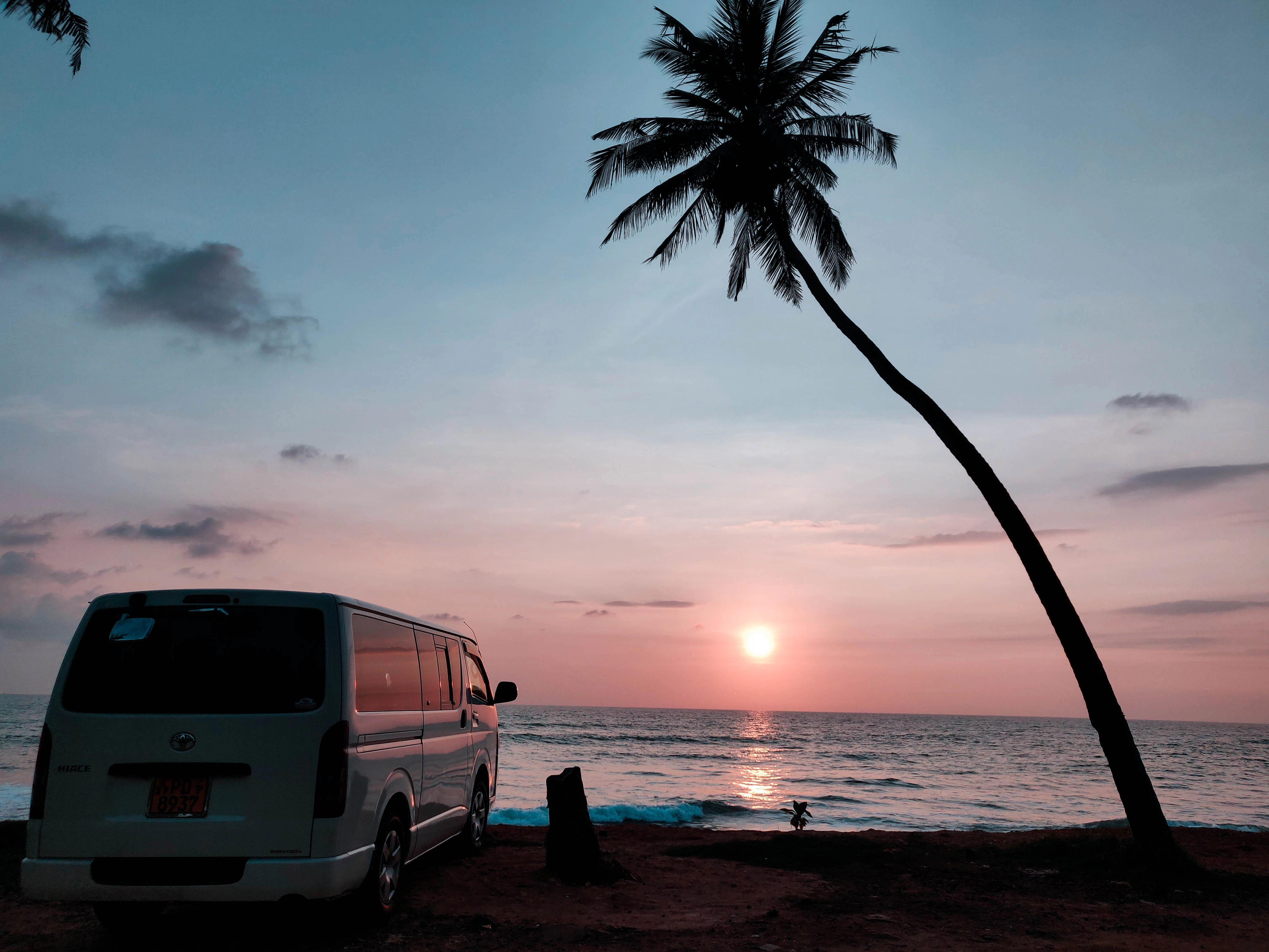 van beside green palm plant during golden hour