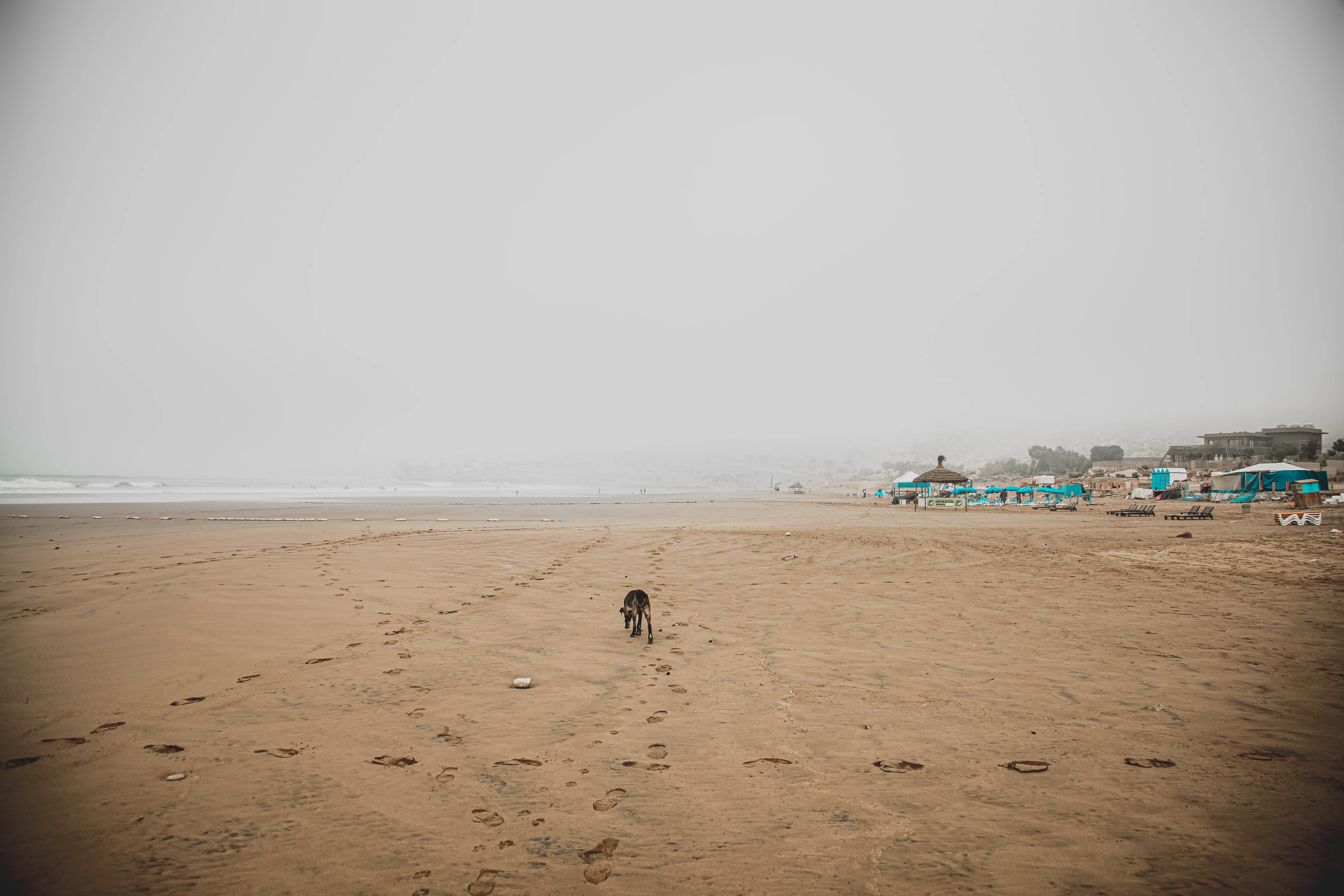 people walking on beach during daytime